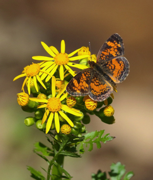 Pearl Crescent